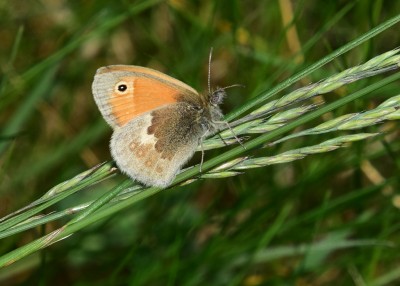 Small Heath - Castle Hills 29.05.2023