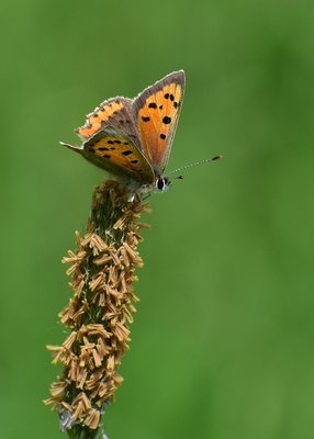 Small Copper - Blythe Valley 01.06.2019