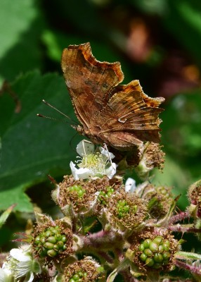 Comma underside of the one above - Blythe Valley 14.07.2022