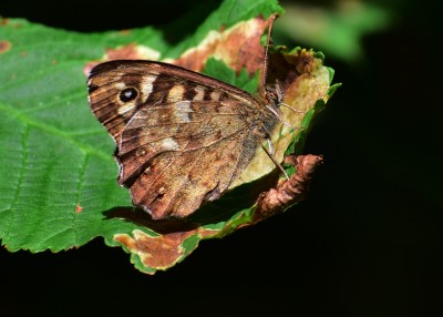 Speckled Wood - Langley Hall 14.09.2020