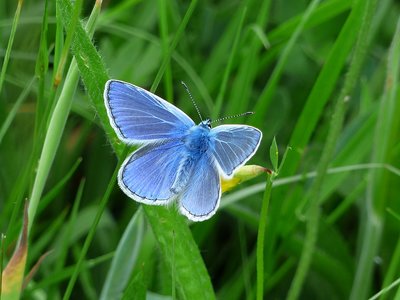 Common blue male - Bickenhill 03.06.18