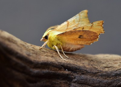 Canary Shouldered Thorn - Coverdale 26.07.2021