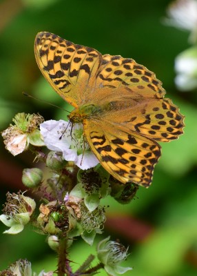 Silver-washed Fritillary female - Snitterfield Bushes 26.07.2020