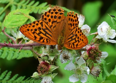 Silver-washed Fritillary - Snitterfield Bushes 06.07.2020