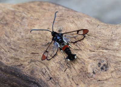 Red-tipped Clearwing - 09.07.2021