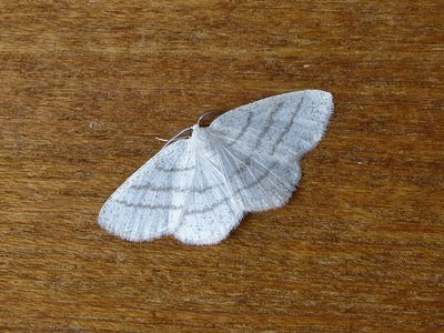 Common White Wave 07.06.2018. Always get a few of this attractive species.