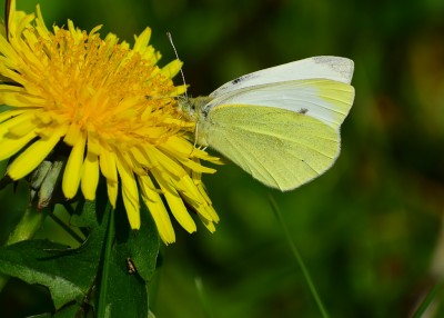 Small White - Coverdale 11.04.2020