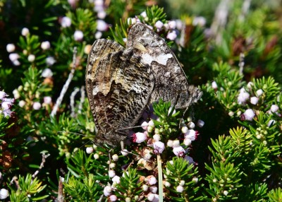 Grayling pair - Kynance Cove 06.08.2024