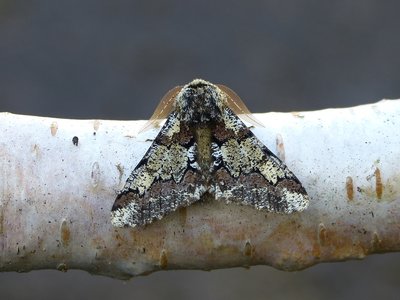 Oak Beauty 15.03.2018. One of the most attractive of the early spring moths.