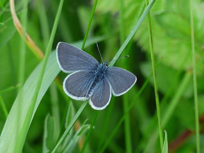 Small Blue - Bishops Hill 19.05.2018