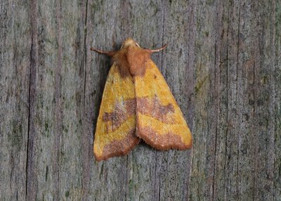 Centre-barred Sallow - this one is a sign that Autumn is approaching.
