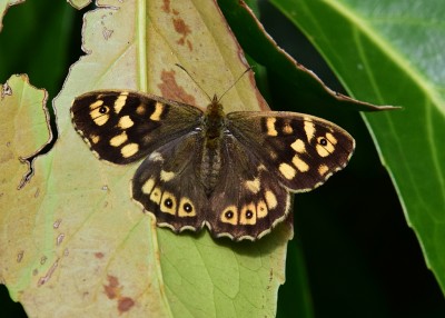 Speckled Wood female - Coverdale 28.05.2021