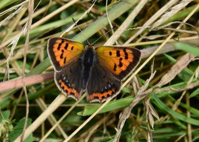 Small Copper - Blythe Valley 19.07.2023