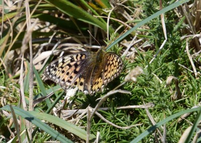 Dark Green Fritillary female - Kynance Cove 06.08.2024