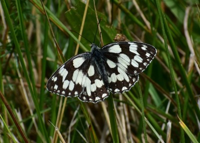 Marbled White - Osmington 04.09.2019