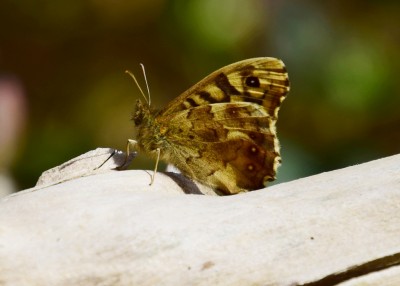 Speckled Wood - Coverdale 23.04.2021