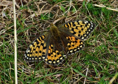 Dark Green Fritillary female - Upton Towans 07.08.2019