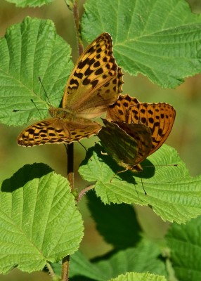 Silver-washed Fritillary pair - Snitterfield 17.07.2024