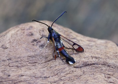 Red-tipped Clearwing - Coverdale 27.05.2022