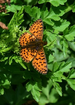 Small Pearl-bordered Fritillary - between Kynance Cove &amp; Lizard Point 18.05.2021