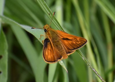 Large Skipper - Bickenhill Solihull 16.06.2019