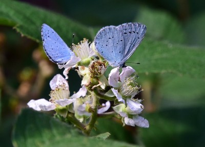Two Holly Blues -  Coverdale 25.07.2022