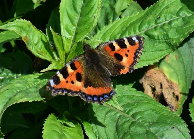 Peacock - Sheldon Country Park 26.05.2020