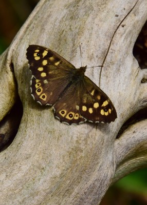 Specklled Wood - Coverdale 01.05.2023