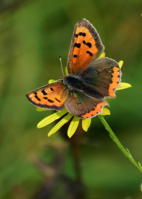 Small Copper - Blythe Valley 16.09.2020