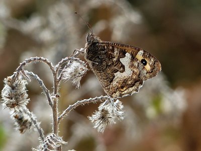 Grayling - Durdle Door 03.09.2018