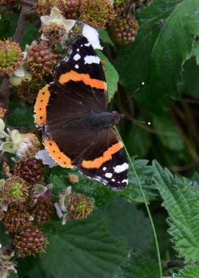 Red Admiral - path from Lizard Village to the lighthouse 06.08.2024