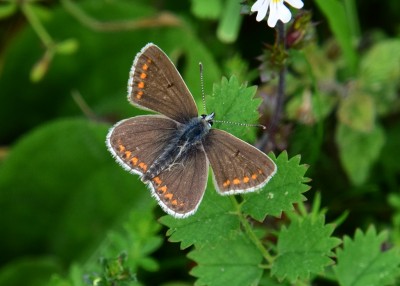 Brown Argus - Old Winchester Hill
