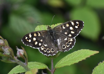 Speckled Wood - Langley Hall 21.06.2019