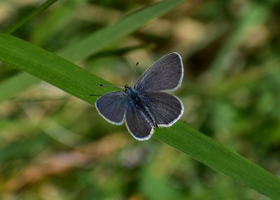 Small Blue - Prestbury Hill 15.05.2019