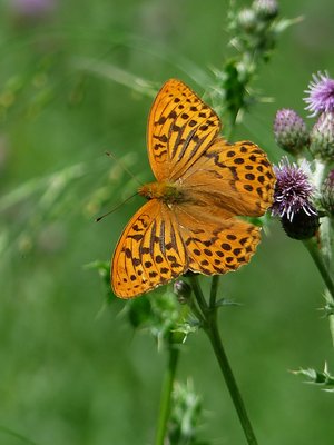 Silver-washed Fritillary male - Snitterfield Bushes 26.06.2017