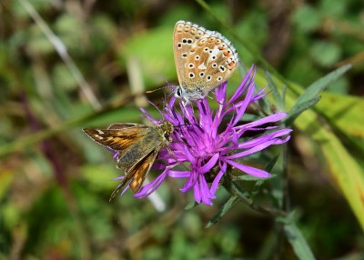 Silver-spotted Skipper and Adonis Blue - OWH 06.09.2022