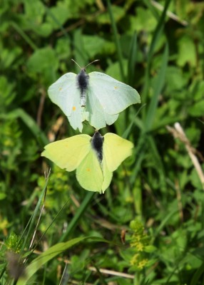 Brimstone pair - Old Winchester Hill 13.05.2023