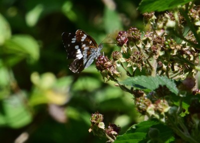 White Admiral - Snitterfield 17.07.2024