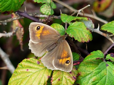 Meadow Brown female - Upton Towns 08.09.2016