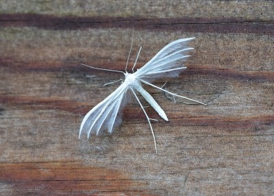 White Plume Moth - Coverdale 27.06.2021