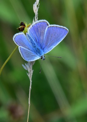 Common Blue - Blythe Valley 04.08.2021
