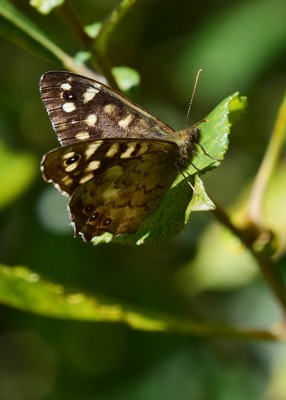 Speckled Wood - Wagon Lane 16.09.2024