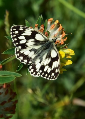 Marbled White - Bishops Hill 23.06.2021