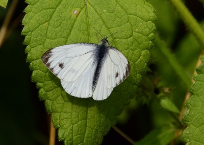 Green-veined White male - Coverdale 09.08.2021