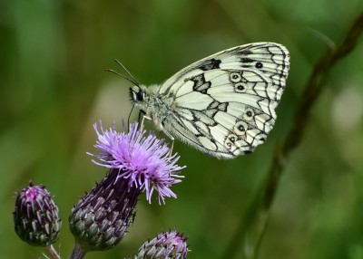 Marbled White male - Bickenhill 02.07.2020