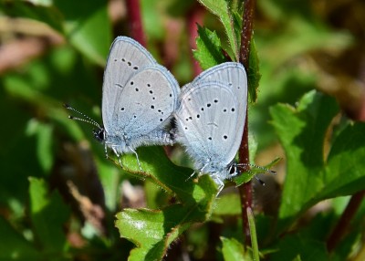 Small Blue pair - Bishops Hill 14.05.2022