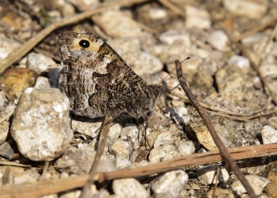 Grayling - Durdle Door 04.09.2024