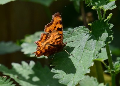 Comma - Coverdale 10.07.2022<br />07