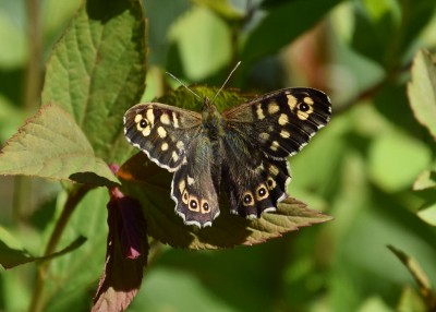 Speckled Wood - Coverdale 19.04.2021