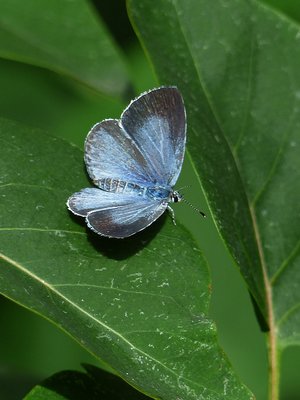 Holly Blue summer brood female - Coverdale 09.08.2018